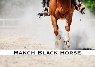 Ranch Black Horse