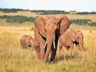 Absolute Holiday Safaris
